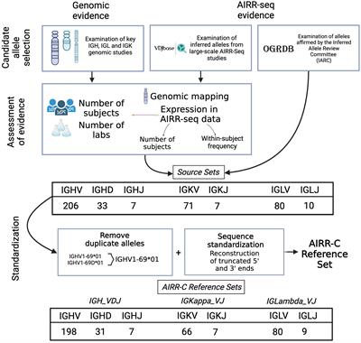 AIRR-C IG Reference Sets: curated sets of immunoglobulin heavy and light chain germline genes